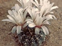 Gymnocalycium platense FA (doubtful taxon, but present in collections!) also by 100-1000
